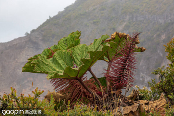 大白菜u盘dos无法启动程序