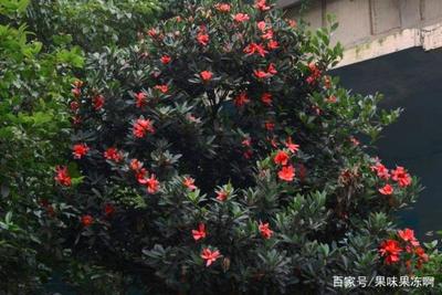 室内山茶花的养殖方法