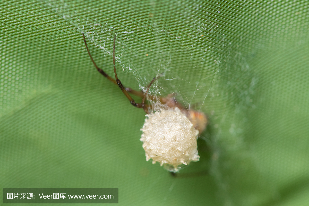 蜘蛛怀孕