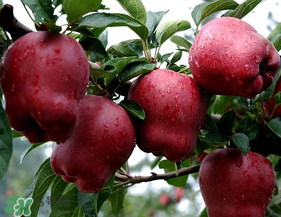 英文名apple