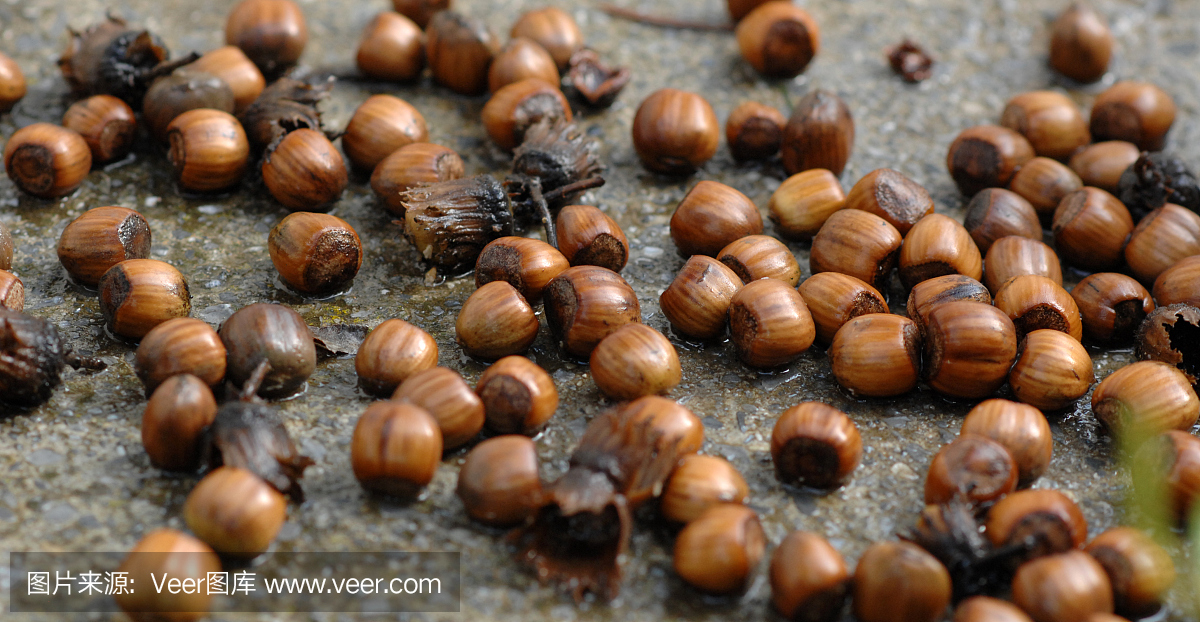 榛子在湿混凝土上的特写