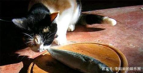 猫怎么吃鱼