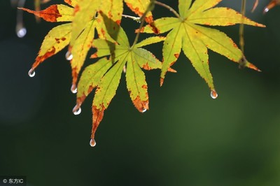 秋雨散文怎么描写