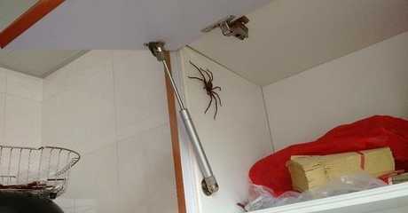 蟑螂会爬墙吗