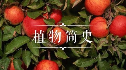 一棵苹果树怎么写