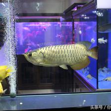 金龙鱼多少尺寸好养