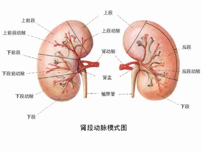 肾由多少个肾段组成