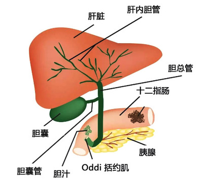 肝管结石怎么治疗最好的方法