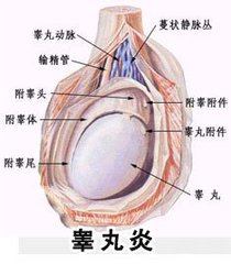 睾丸胀是怎么回事