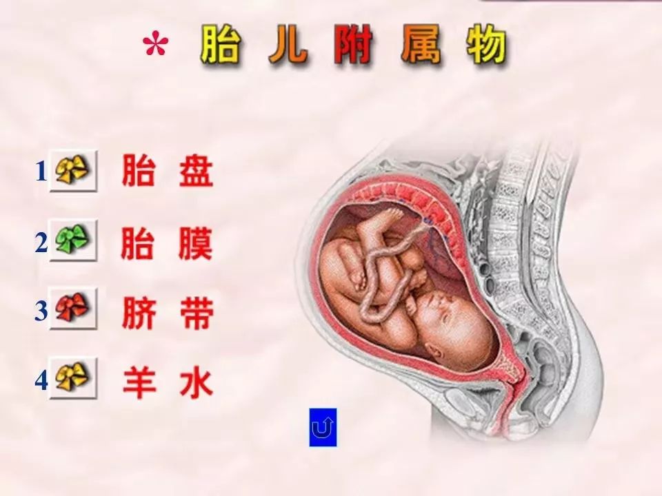 胎儿附属物包括