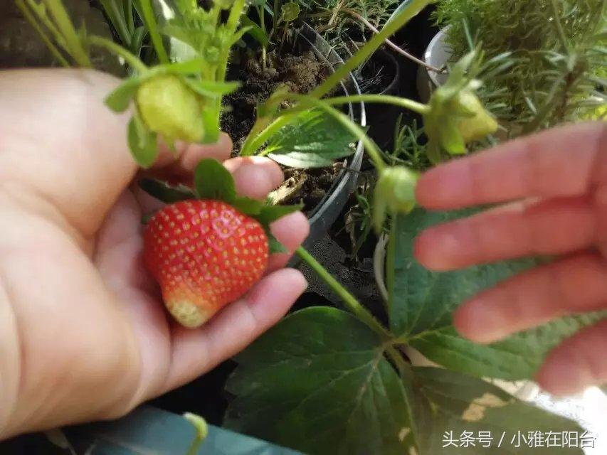 几个月可以吃草莓