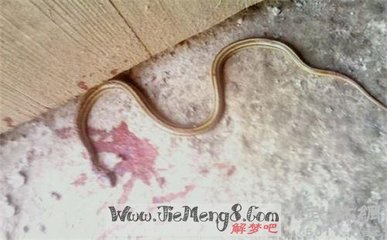 梦见一条蛇被别人打死