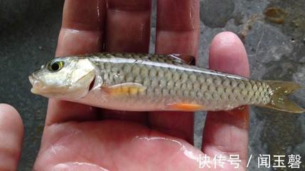 粗鳞鱼的做法大全家常