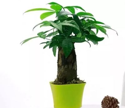 属相的幸运植物