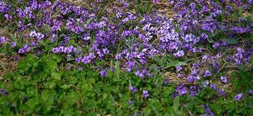 蒲公英配紫花地丁功效