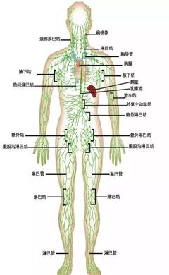 淋巴部位长痘痘怎么治