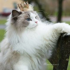 布偶猫取名字
