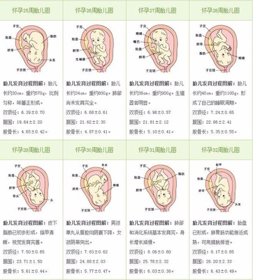 八个月胎儿发育情况对照表