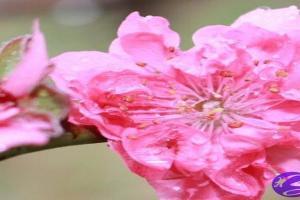 八字怎么看桃花
