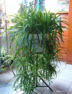最好养的室内植物