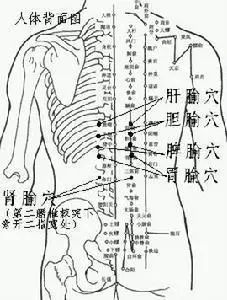 胃五行属什么