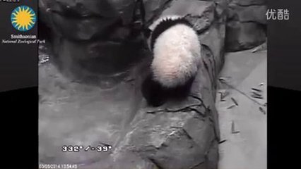孕妇梦见傻子是胎梦吗
