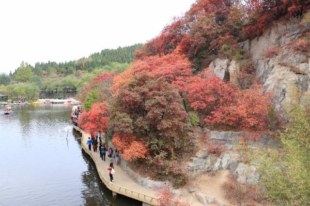 红叶谷旅游