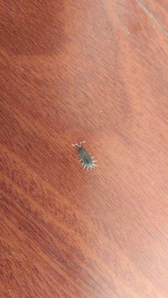 木地板虫子用什么杀死