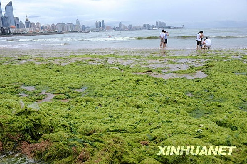 青岛浒苔什么时候结束