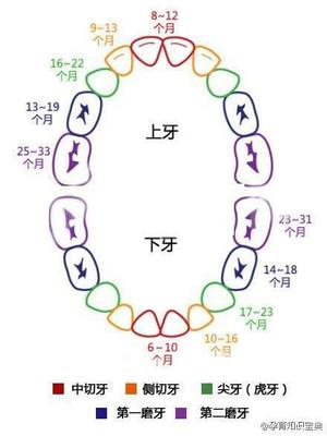 宝宝乳牙有几颗