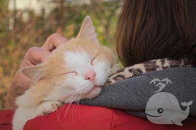 梦见猫保护自己
