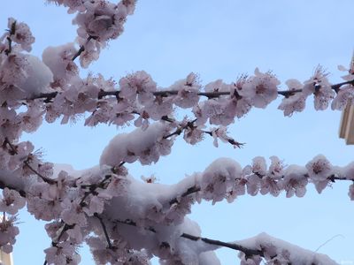 阳春白雪下一句