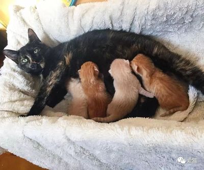 母猫怀孕