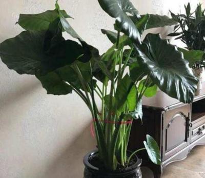 什么花可以放卧室