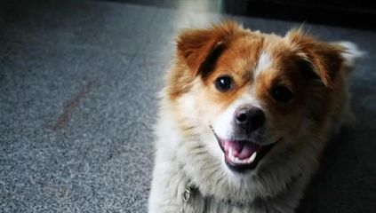 属狗人运势