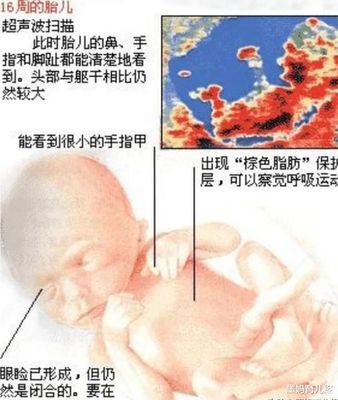 怀孕4个月宝宝多大