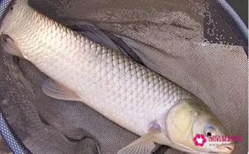 孕妇梦见河里好多鱼