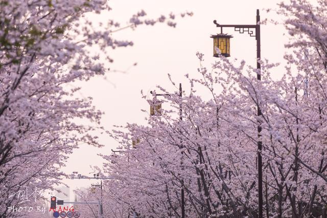 扬州樱花大道在哪里
