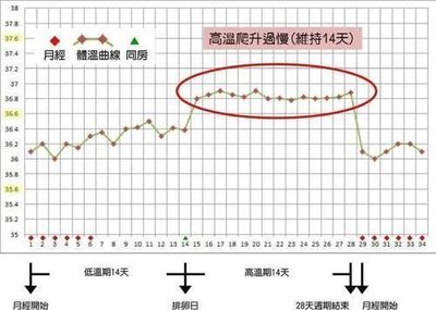 排卵期受孕几率