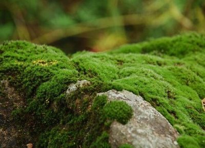 水泥地青苔最有效清除