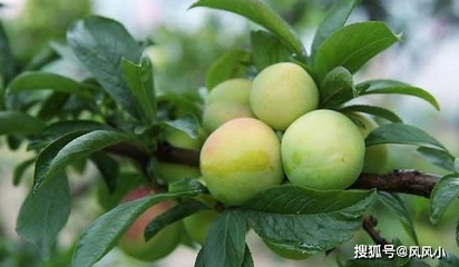产妇能吃栗子吗月子里