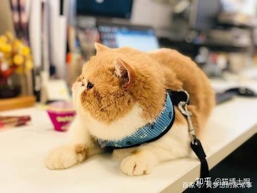 猫得了狂犬病的几率是多少