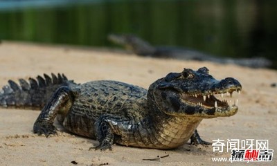 美洲有什么鳄鱼