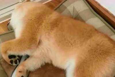 梦见自己家狗死了