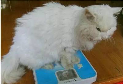 猫最重多少斤
