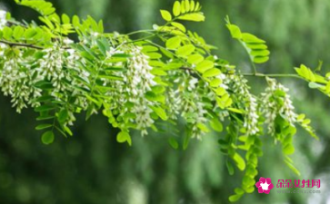 做梦梦见摘槐花
