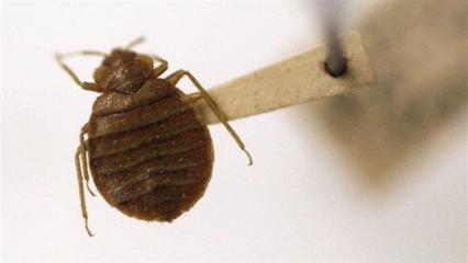 臭虫咬了怎么治疗