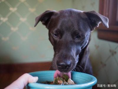 狗狗能吃蓝莓吗?狗可以吃美味的蓝莓