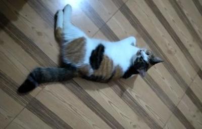 猫进家里是什么预兆