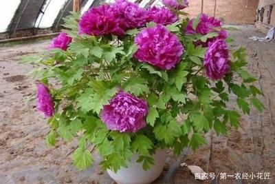 牡丹花在家里养好不好